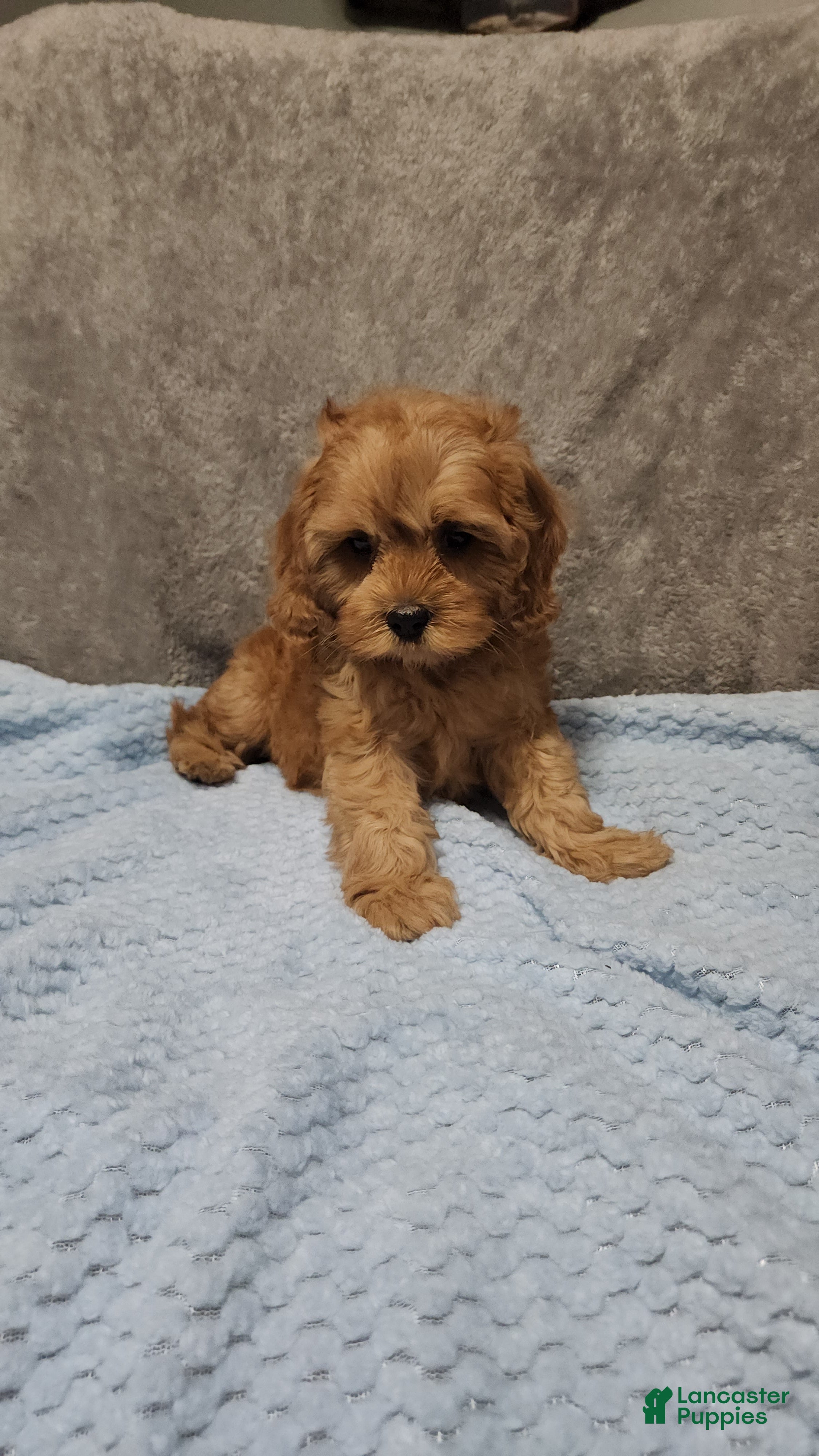 Cavapoo dogs Hershey - Ad 1