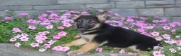 German Shepherd dogs for sale: Baily - Ad 7