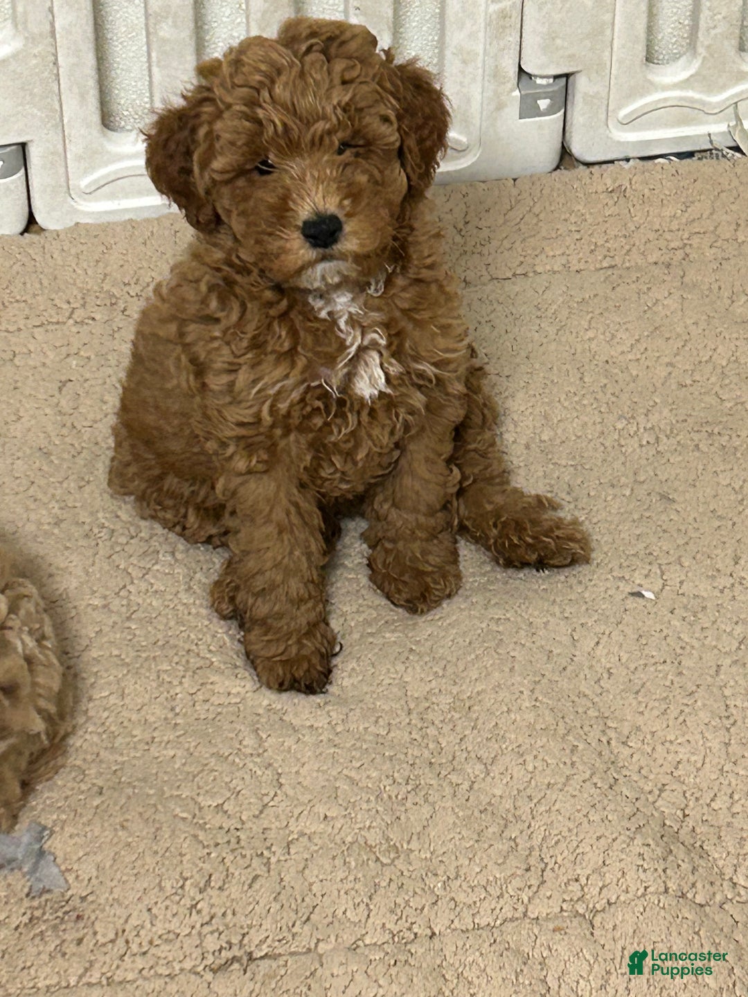 Mini Goldendoodle dogs for sale: Petite Mini Goldendoodle Caramel Spice - Ad 1