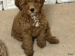 Mini Goldendoodle dogs Petite Mini Goldendoodle Caramel Spice - Ad 42