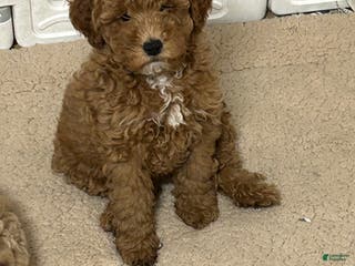 Mini Goldendoodle dogs Petite Mini Goldendoodle Caramel Spice - Ad 42