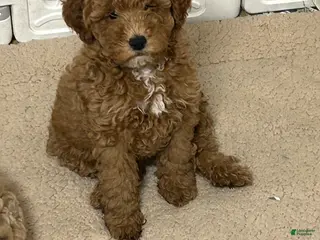 Mini Goldendoodle dogs Petite Mini Goldendoodle Caramel Spice - Ad 41