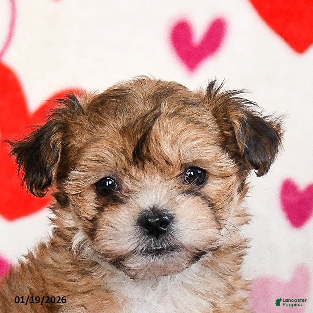 Yochon dogs for sale: Sunbeam - Ad 4