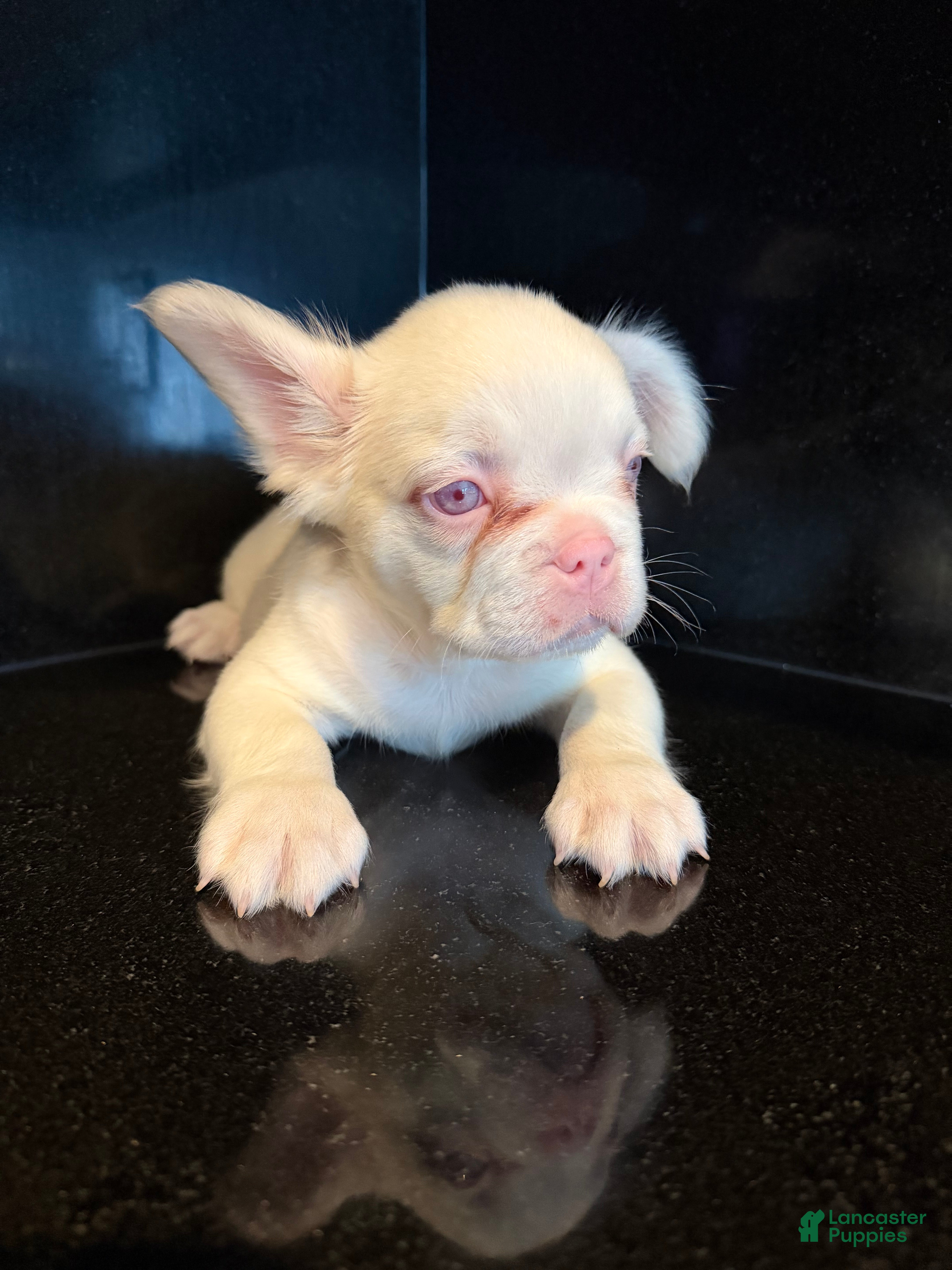 French Bulldog dogs Shaq - Ad 2