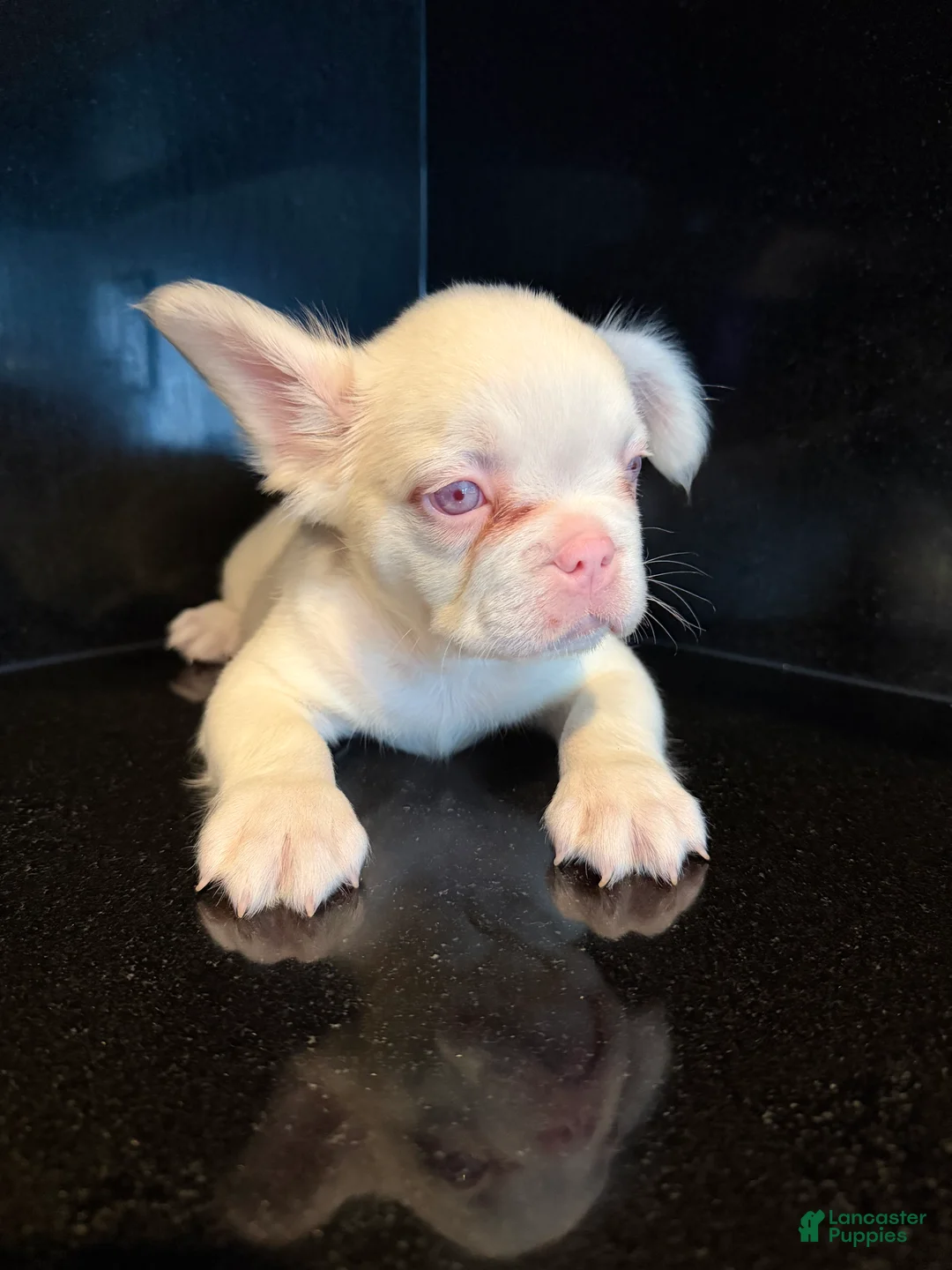 French Bulldog dogs for sale: Shaq - Ad 2