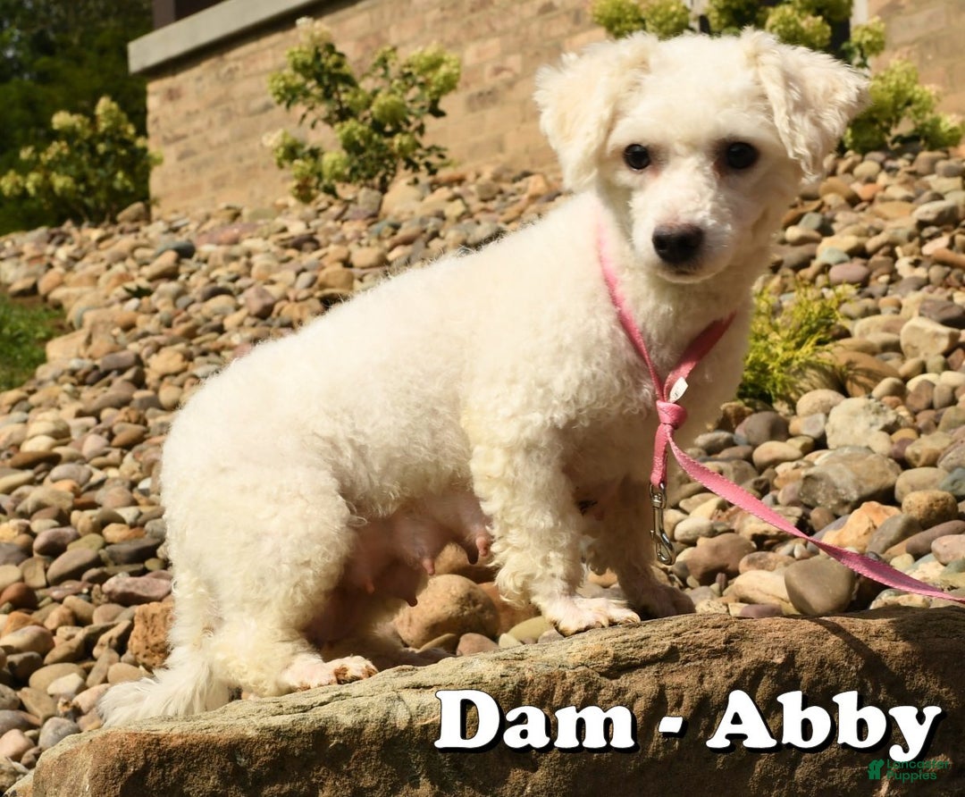 Yochon dogs for sale: Daisy - Ad 10