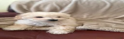 Mini Bernedoodle dogs for sale: Mini Bernedoodle 2 - Ad 4