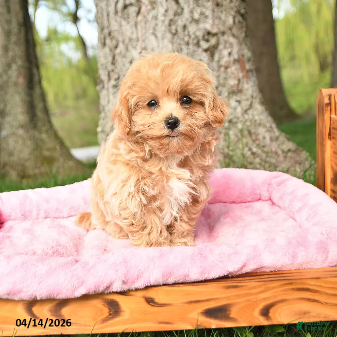 Maltipoo dogs for sale: Kathy - Ad 1