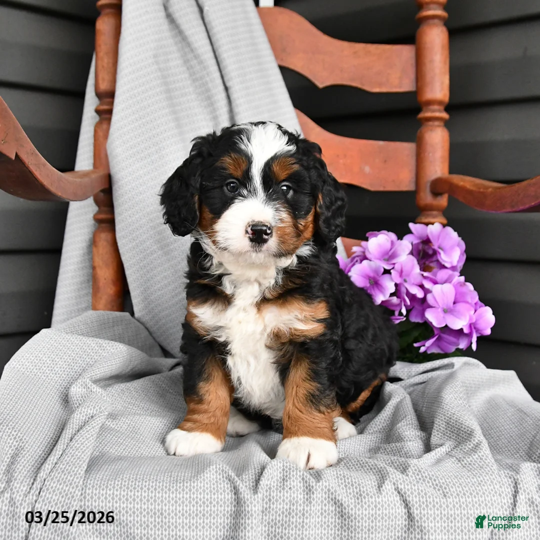 Mini Bernedoodle dogs for sale: Louie - Ad 1