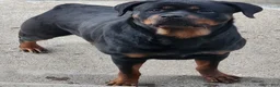 Rottweiler dogs for sale: Rottweiler Puppy 1 - Ad 4