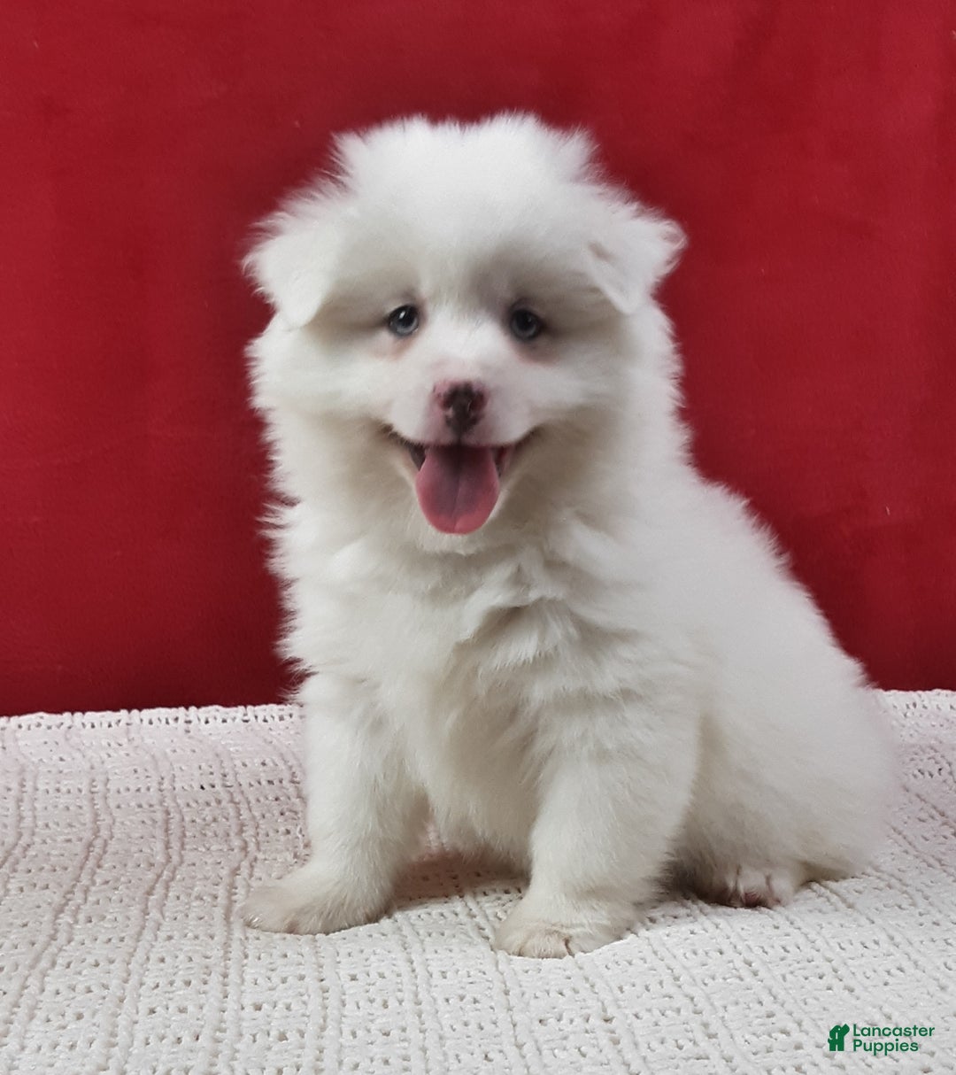 Pomsky dogs for sale: Blizzard  - Ad 1