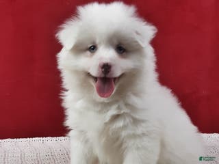 Pomsky dogs Blizzard - Ad 31