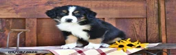Mixed Breed dogs for sale: Rose  - Ad 4