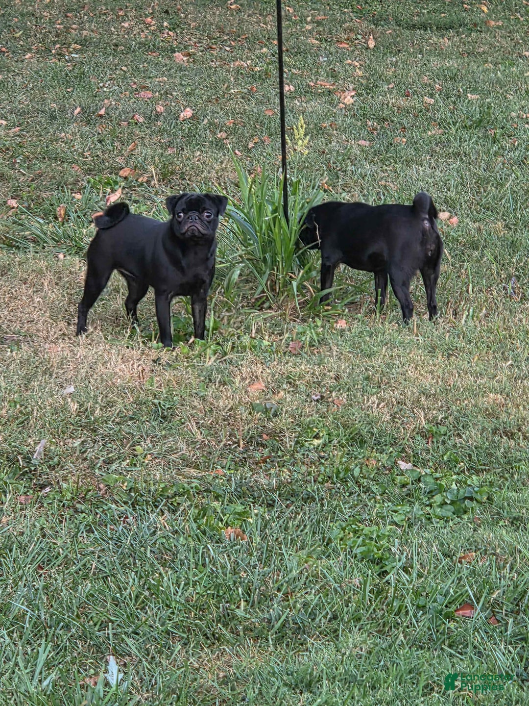 Pug dogs for sale: Pocahontas - Ad 3