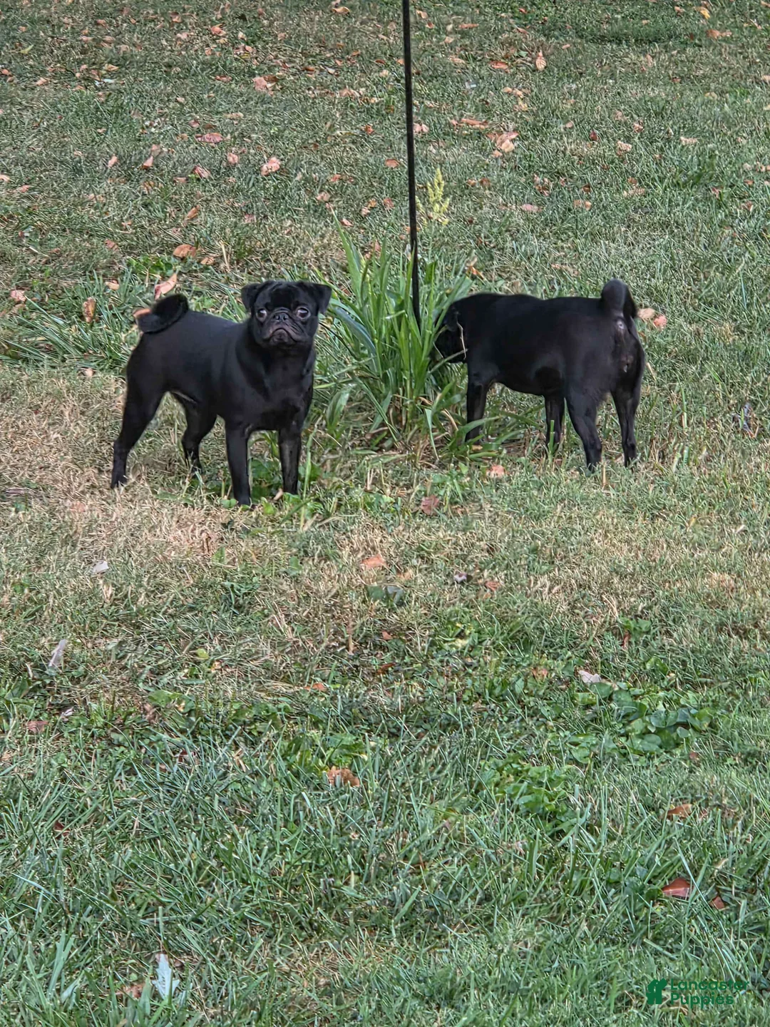 Pug dogs for sale: Pocahontas - Ad 9