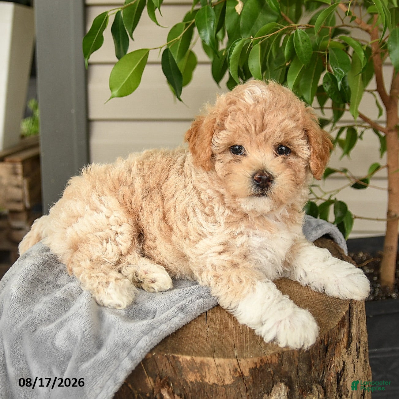 Shihpoo dogs Milo - Ad 2