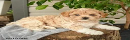 Shihpoo dogs for sale: Milo - Ad 2