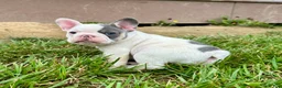 French Bulldog dogs for sale: Ron - Ad 5