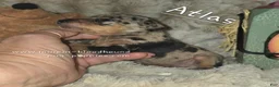 Miniature Pinscher dogs for sale: Atlas - Ad 4