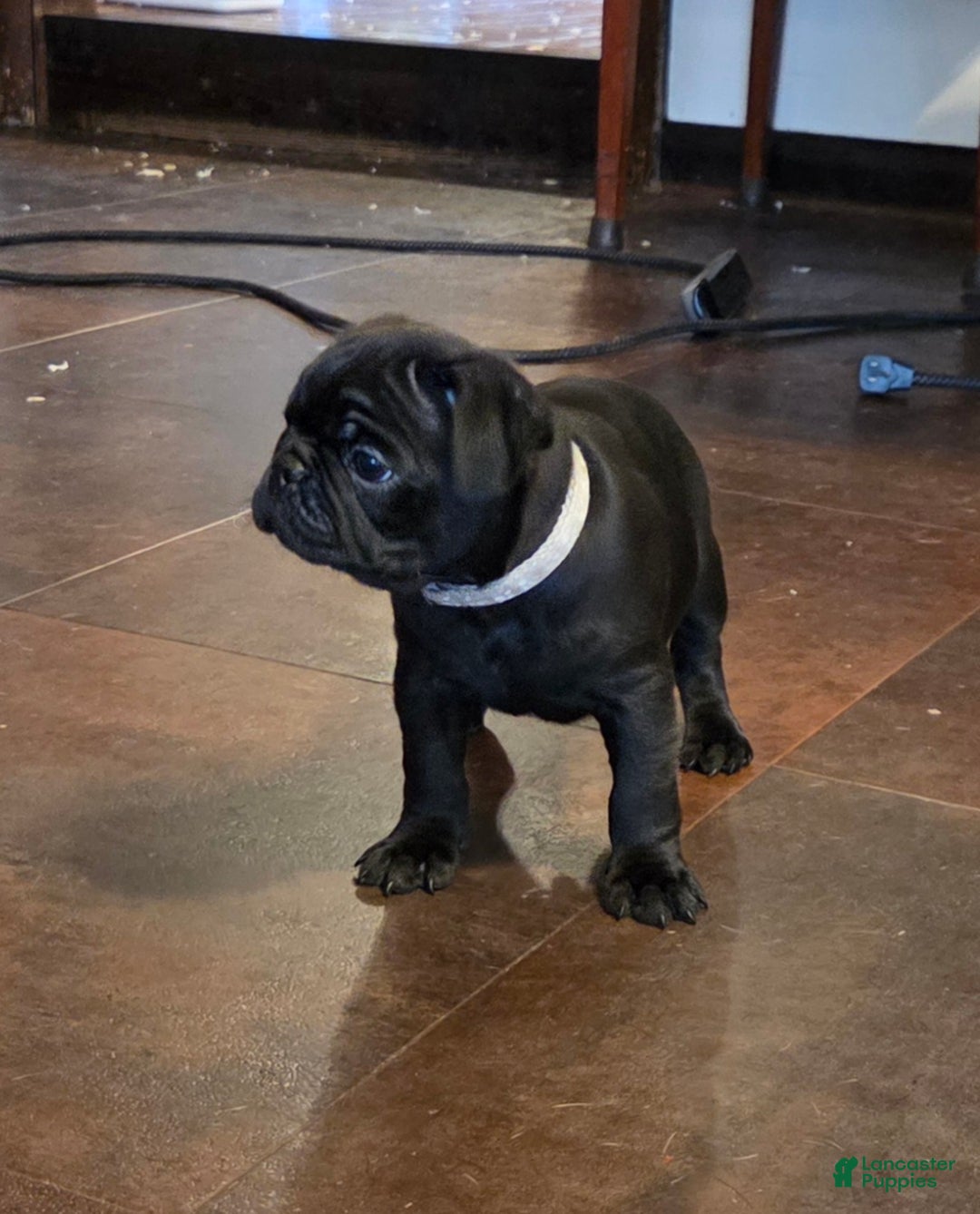 Mixed Breed dogs for sale: Ranger - Ad 7