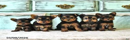Yorkshire Terrier dogs for sale: Stella - Ad 5