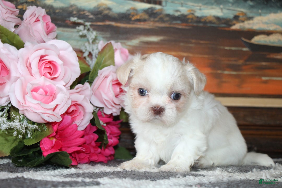 Shih Tzu dogs for sale: Ollie - Ad 2