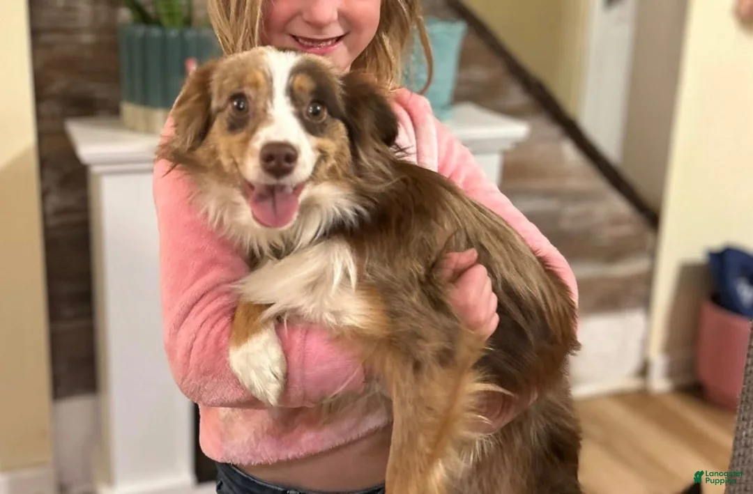 Toy Australian Shepherd dogs for sale: Toy Australian Shepherd 3 - Ad 11