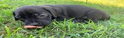 Cane Corso dogs for sale: Rufus AKC blue collar - Ad 7