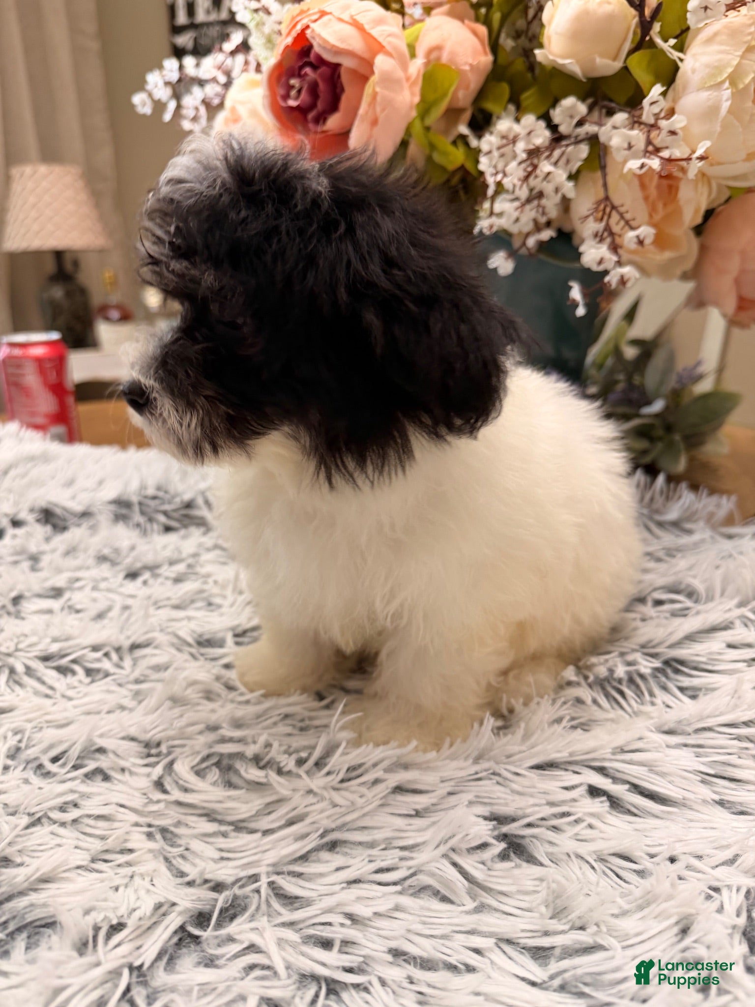 Maltipoo dogs Maltipoo 2 - Ad 2