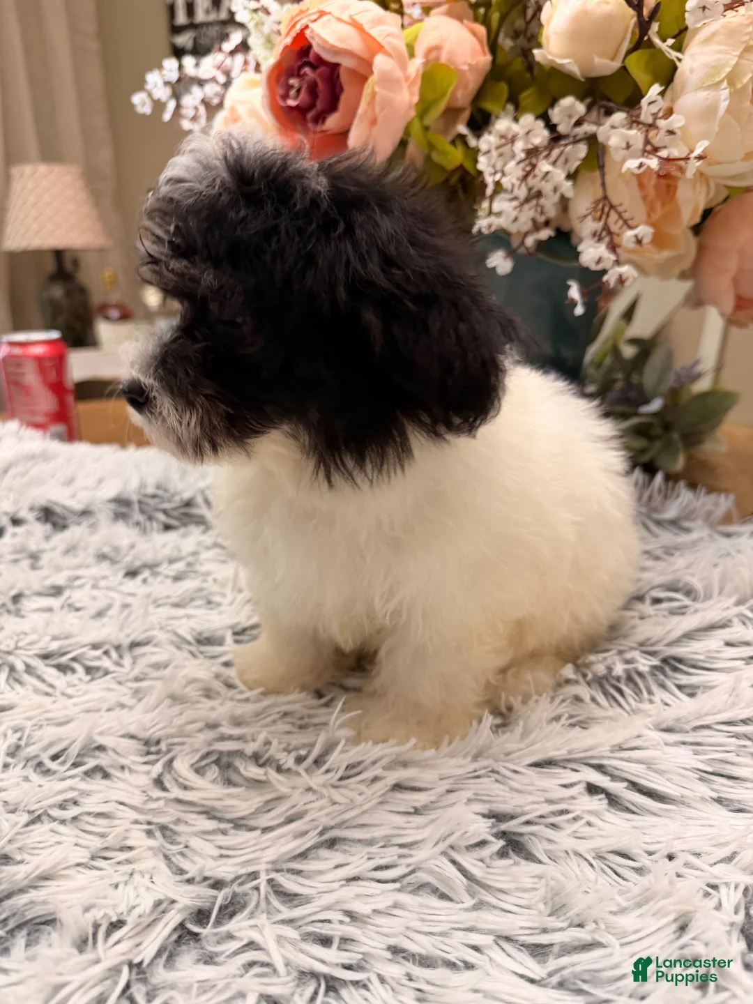 Maltipoo dogs for sale: Maltipoo 2 - Ad 2