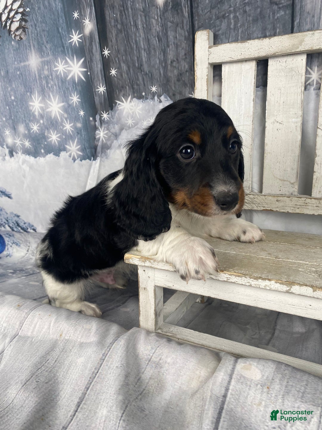 Miniature Dachshund dogs for sale: Oscar - Ad 12