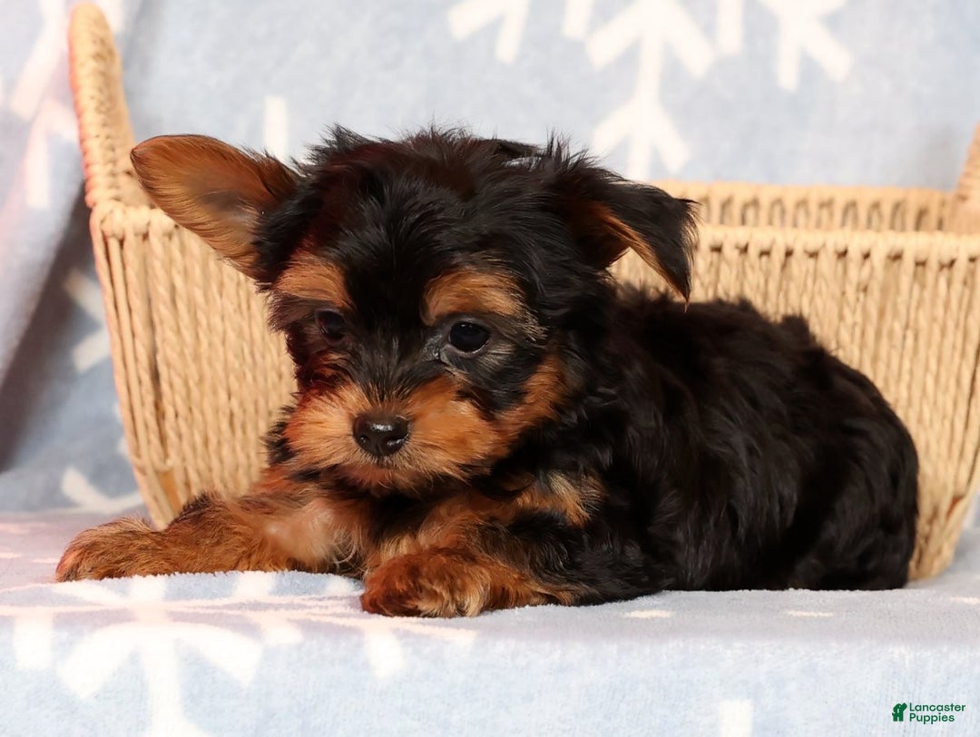 Yorkshire Terrier dogs for sale: Leo - Ad 3