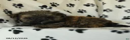Shorkie dogs for sale: Ike - Ad 3