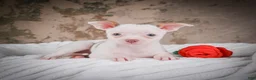 Chihuahua dogs for sale: Marie - Ad 4