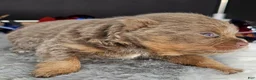 Pomeranian dogs for sale: Pepper's The Way You Make Me Feel - "Waylon" - Ad 21