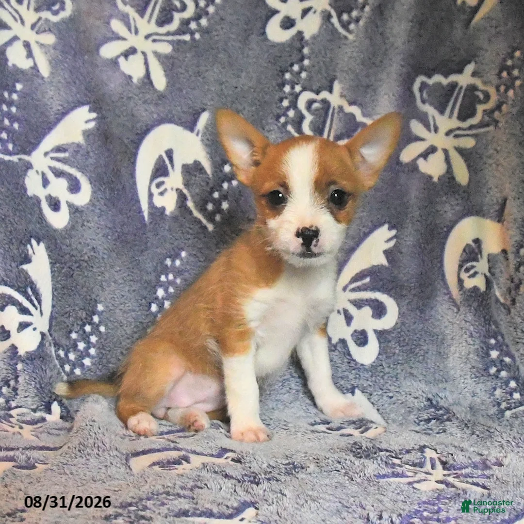 Mixed Breed dogs for sale: Dumplin  - Ad 1