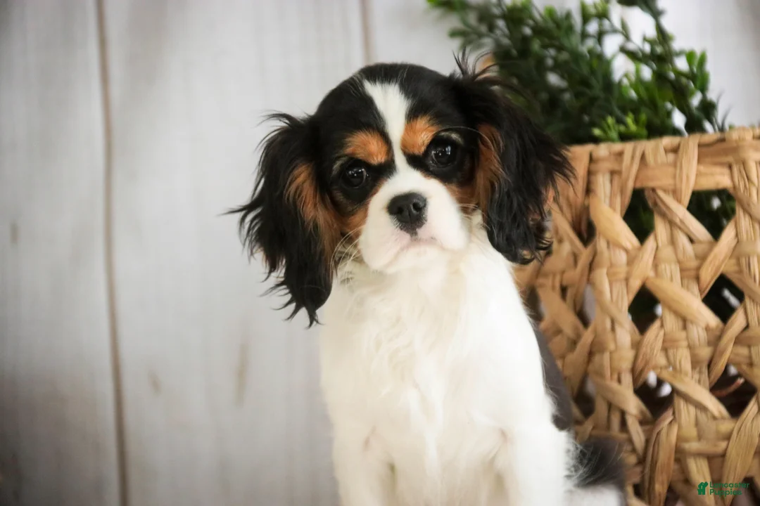 Cavalier King Charles Spaniel dogs for sale: Cherry - Ad 7