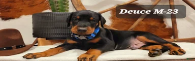 Doberman Pinscher Puppy 1