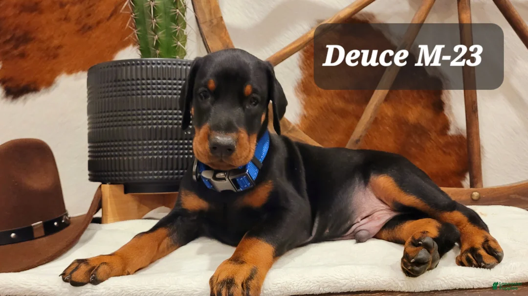 Doberman Pinscher dogs for sale: Doberman Pinscher Puppy 1 - Ad 1