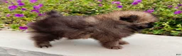 Pomeranian dogs for sale: Buddy - Ad 5