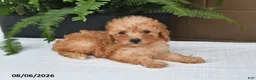 Toy Poodle dogs for sale: Reba - Ad 4