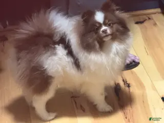 Pomeranian dogs Pomeranian Puppy 1 - Ad 10