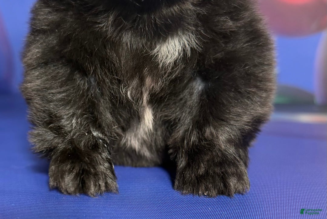 Pekingese dogs for sale: AKC DNA OFA Pablo - Ad 3