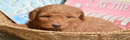 Mini Goldendoodle dogs for sale: Duncan Mini Goldendoodle 1 - Ad 5