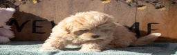 Maltipoo dogs for sale: Maltipoo Puppy 1 - Ad 3