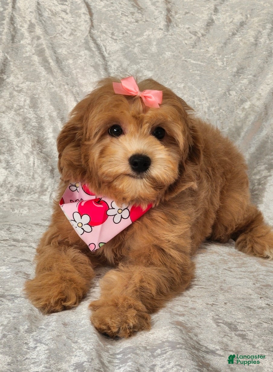 Mini Goldendoodle dogs Roxie - Ad 25