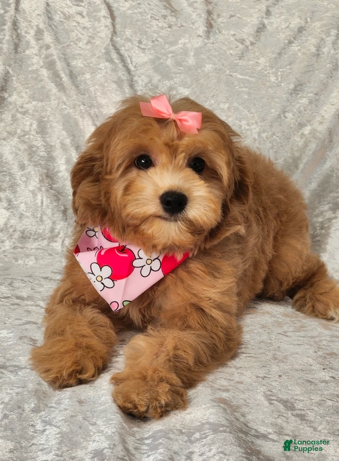 Mini Goldendoodle dogs for sale: Roxie - Ad 1