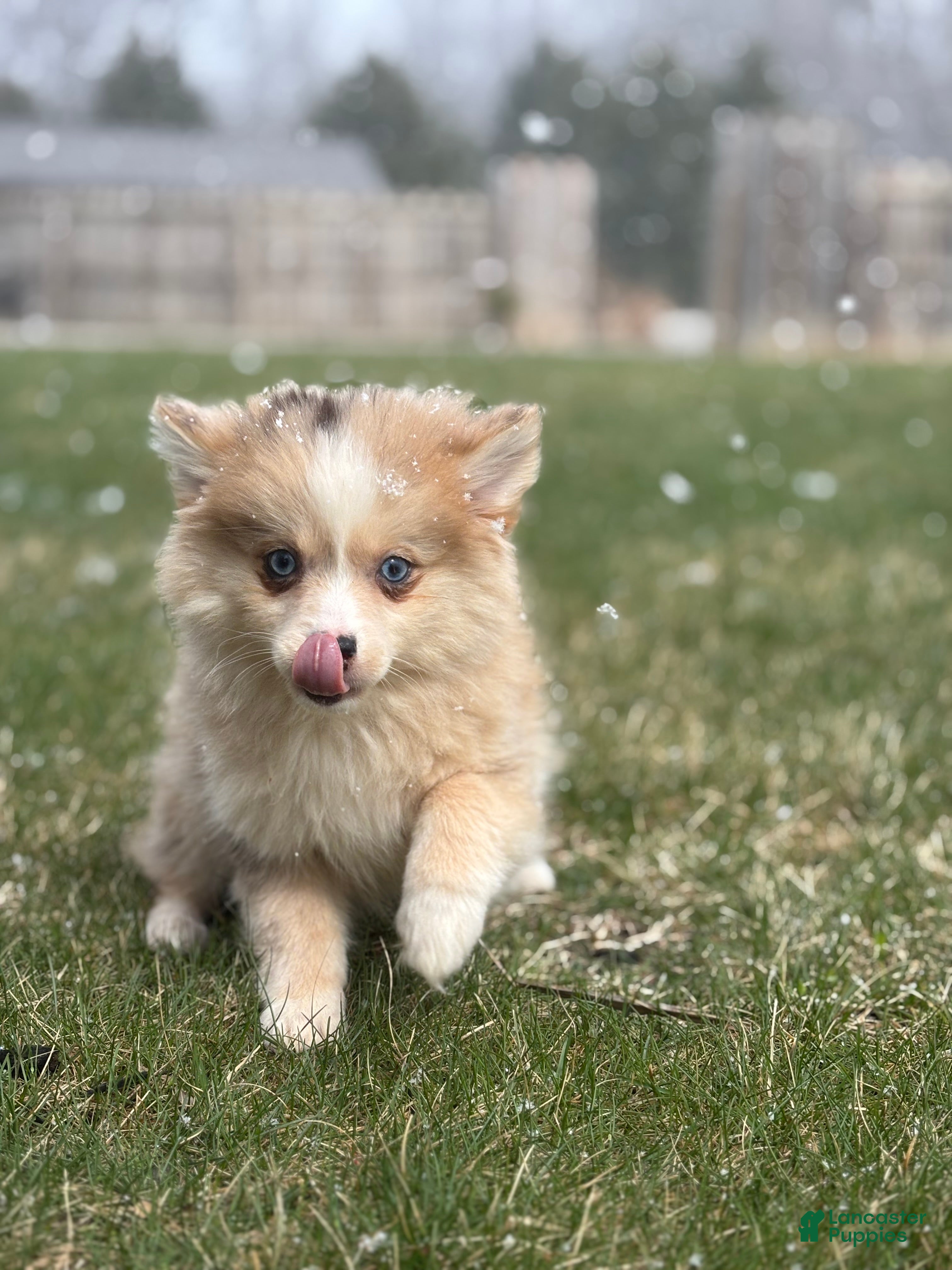 Pomsky dogs Hannah - Ad 2