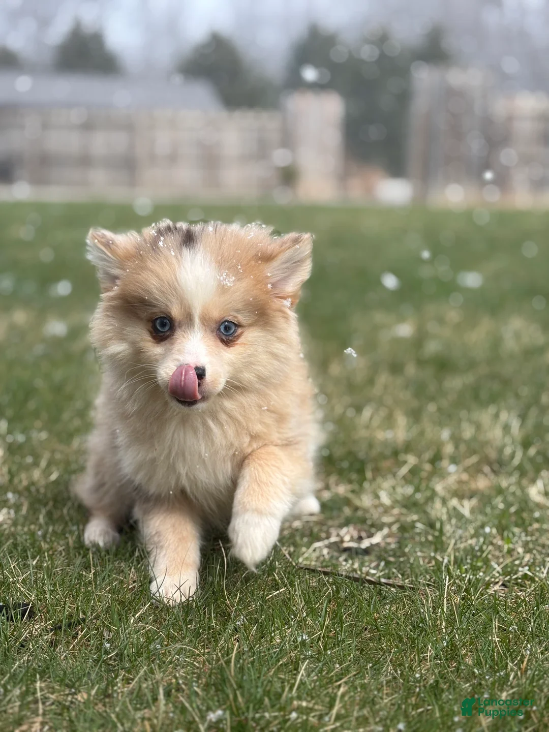 Pomsky dogs for sale: Hannah - Ad 2