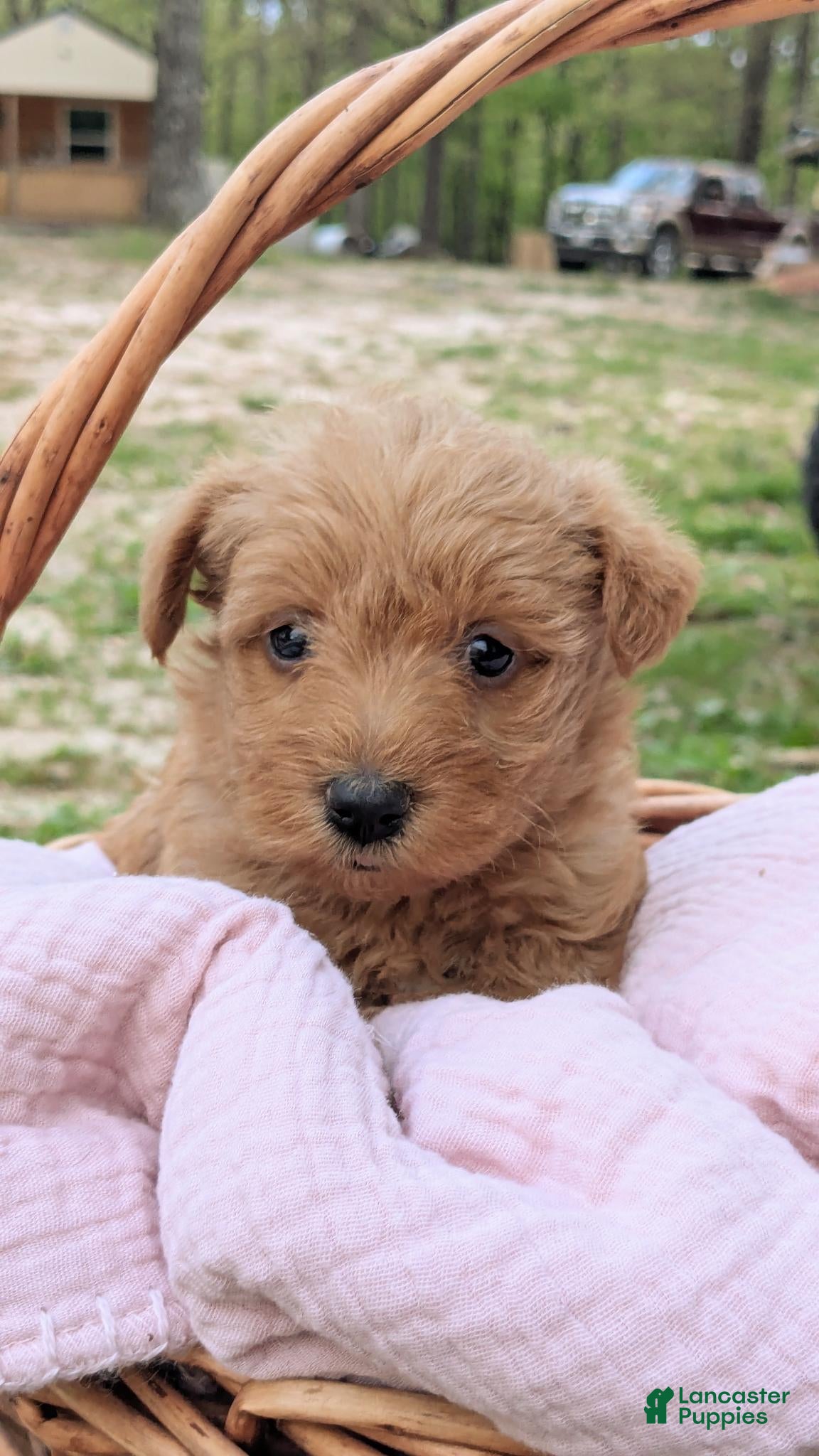 Mixed Breed dogs Maggie - Ad 1
